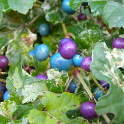 Vigne vierge  fruits bleus 'Elegans'